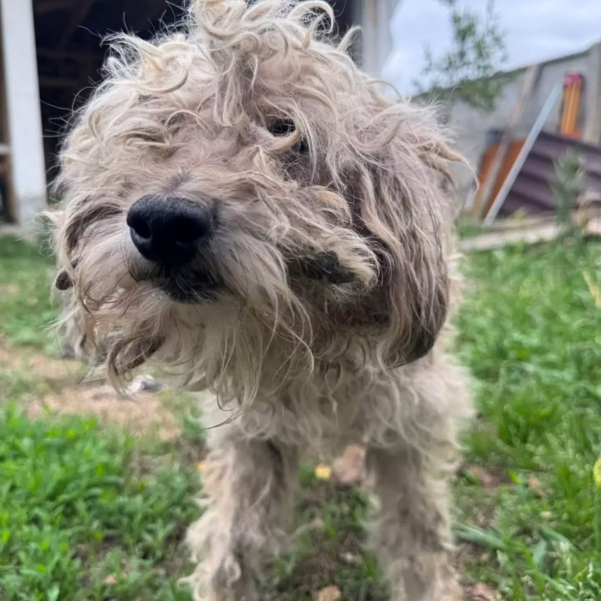 eltuitdemarsh's tweet photo. Fue rescatado desde un canal con sus patitas amarradas con un alambre. Buscan a su familia (si es que la tenía) u otra que desee adoptarlo. Si lo reconoces o deseas darle un hogar, lleno de amor, que le haga olvidar todo lo ocurrido, comunícate al +56932995371. Favor RT!
#Peumo https://t.co/HBVHsUepDw