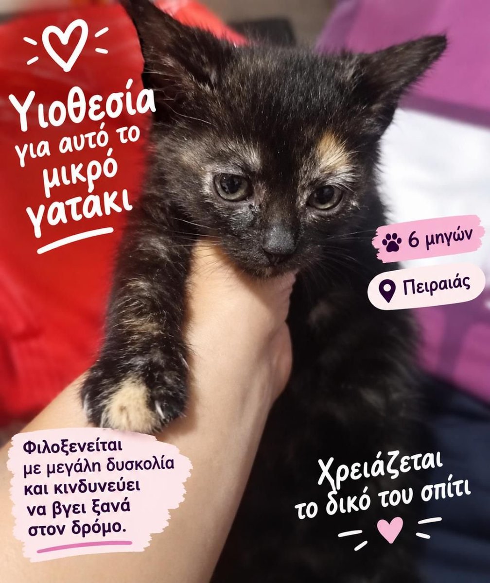 napoleon_mylife's tweet photo. Κοριτσάκι 6 μηνών.
Μου στείλανε μήνυμα να βοηθήσω, ειλικρινά δε μπορώ να κάνω άλλη φιλοξενια. Εχω διψήφιο αριθμό, αυτή τη φορά δε θα βοηθήσω καθόλου.
Δυστυχώς επειδη μεγάλωσε με μπιμπερό, τώρα που θέλουν να την "επανεντάξουν" , δεν θα ζήσει. Επανένταξη ��εν γίνεται όταν είναι άμαθο στο δρόμο. 
Εαν θέλετε, δώστε της μια ευκαιρία. Οχι σε οικογένεια απλά. Στη ζωή. 
Φιλοξενία, γατοθεσία, ο,τι, μπορείτε. 
RT