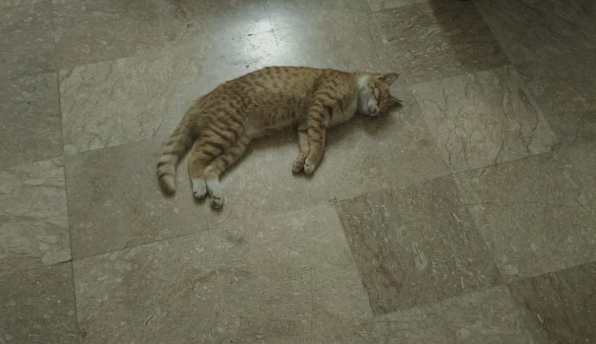 alitlebitalexis's tweet photo. I miss him so much. I wish I could get sachoo back somehow. https://t.co/WPB9VKjWjN