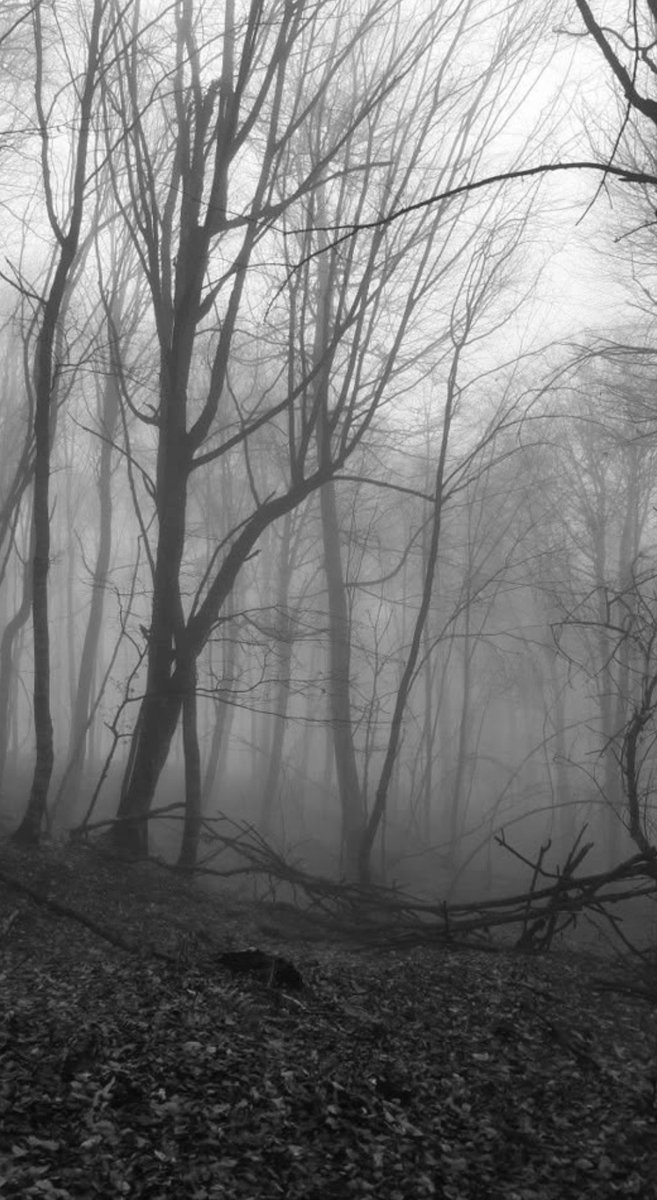 NIN75_'s tweet photo. At the edge of the forest........ https://t.co/j39ruc0UOK