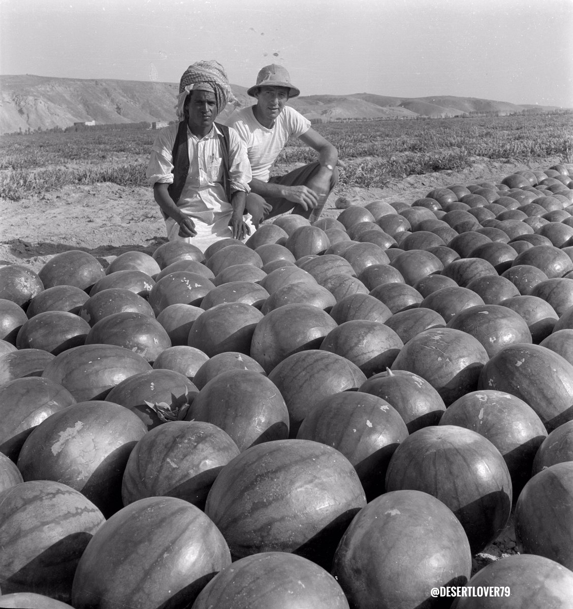 desertlover79's tweet photo. مزارع سعودي و فني خبير بالزراعة أمريكي أمام محصول بطيخ من بذور امريكية بالمشروع الزراعي بمزارع خفس دغرة جنوب محافظة الخرج في المملكة العربية السعودية ١٩٤٧ م https://t.co/tsvAh7x7ol