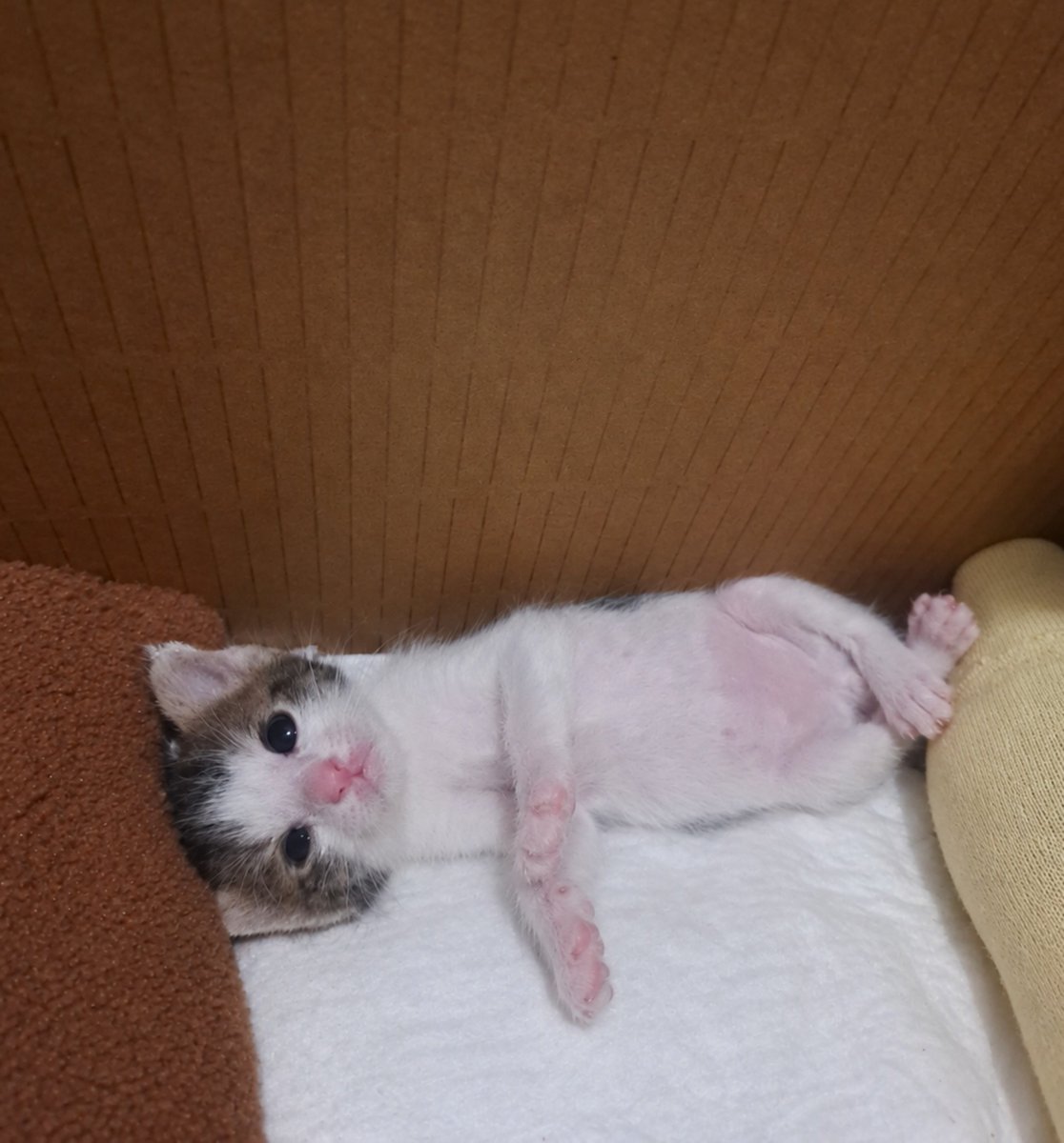 seniariyorken's tweet photo. Selam benim adım Koyu, 3 hafta falan önce doğdum 😊
Bugün biraz ishal olup kustuğum için bakıcı kölemi korkuttum ama sonra gezdim yatağın üstünde, şimdi de karnımı doyurdum, yatıyorum.
Beni sevin ve sahiplenin biraz büyüdüğümde olur mu 🥰 https://t.co/5KXmenjl4d