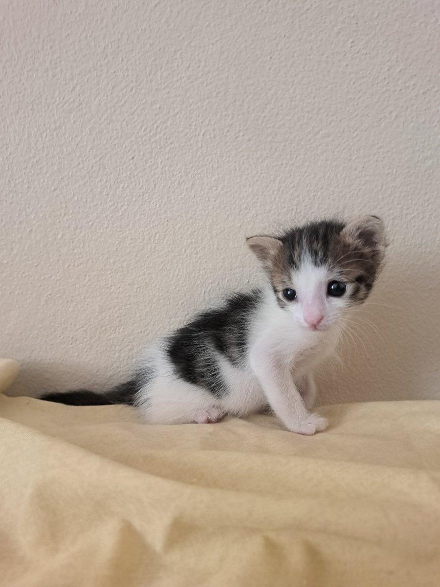seniariyorken's tweet photo. Selam benim adım Koyu, 3 hafta falan önce doğdum 😊
Bugün biraz ishal olup kustuğum için bakıcı kölemi korkuttum ama sonra gezdim yatağın üstünde, şimdi de karnımı doyurdum, yatıyorum.
Beni sevin ve sahiplenin biraz büyüdüğümde olur mu 🥰 https://t.co/5KXmenjl4d