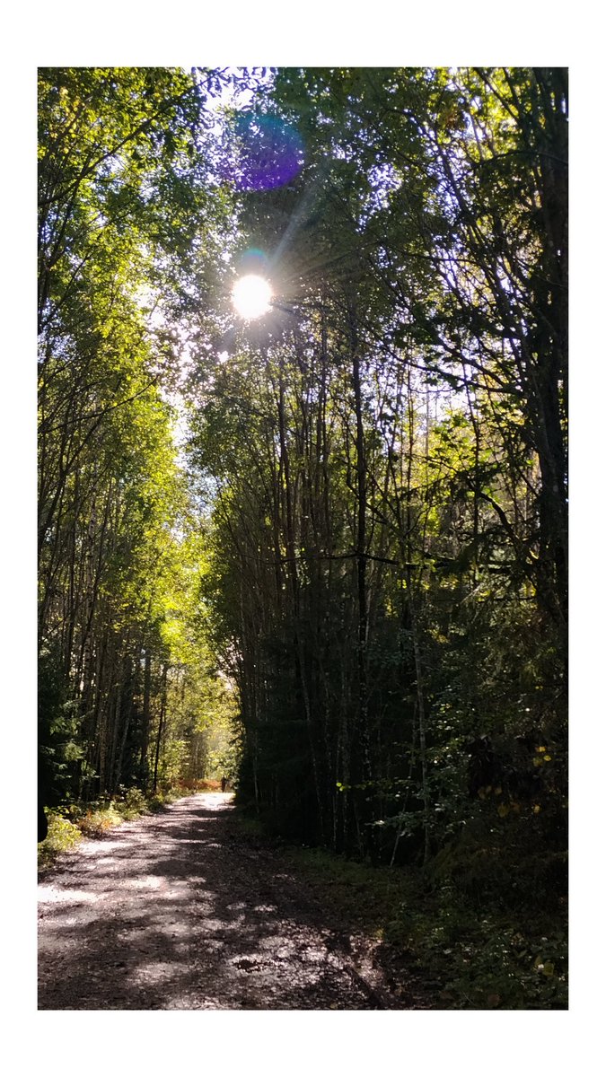 riigasiedzimtaa's tweet photo. Betnu gājiens bija labs, ja vien nebūtu pārākā skriešana (un ja noguruma viss nekristu no rokām)
#vecums Vairs nevar paskriet #ārpusPilsētas
Par to zelta - sākas. Vēl ļoti maz, bet vietām ir smukas krāsiņas https://t.co/fYYmqgyVpy