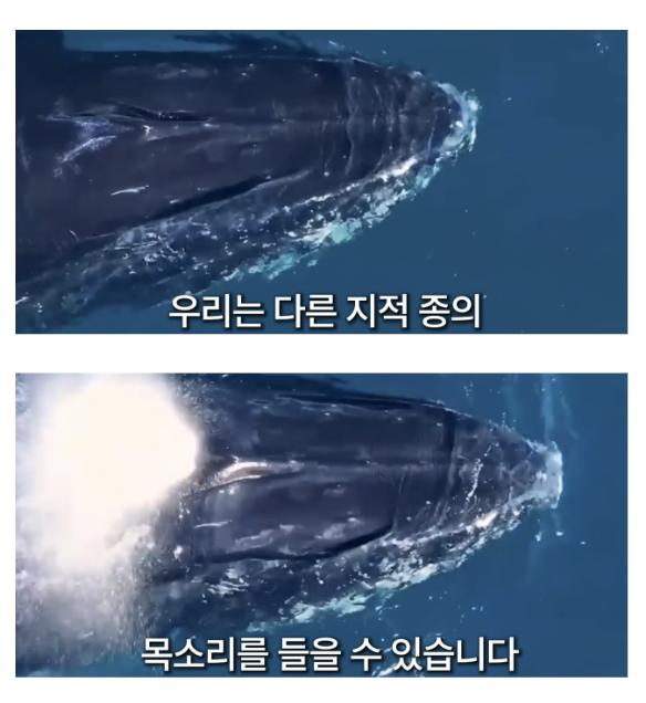laterinfo_'s tweet photo. 사실 인간 빼고 동물끼리는 다 이야기 할 줄 아는데 우리가 왕따 당하고 있는게 아닐까? https://t.co/IY9Ankuqet