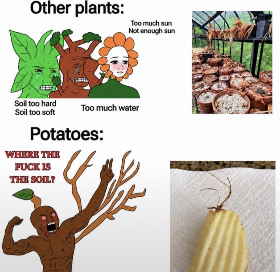 ShaneStoffeir's tweet photo. The potato pill pt 2 💊 https://t.co/70AZ19cRRA