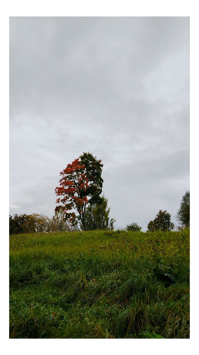 riigasiedzimtaa's tweet photo. Betnu gājiens bija labs, ja vien nebūtu pārākā skriešana (un ja noguruma viss nekristu no rokām)
#vecums Vairs nevar paskriet #ārpusPilsētas
Par to zelta - sākas. Vēl ļoti maz, bet vietām ir smukas krāsiņas https://t.co/fYYmqgyVpy