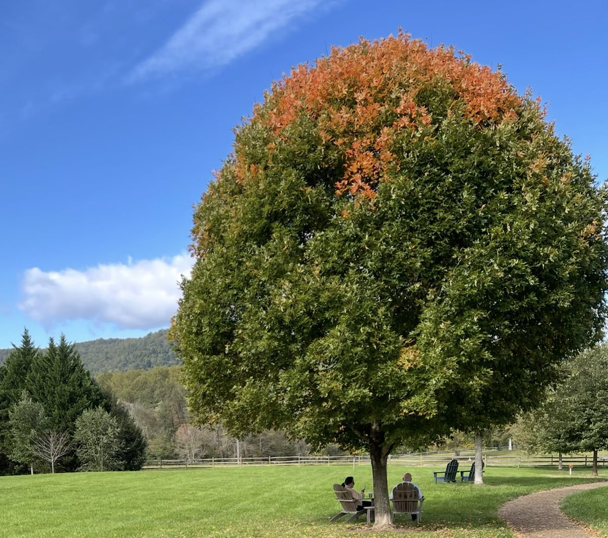 CLongo7mn's tweet photo. @DarrenChen528 I thought this was a pretty tree😊 https://t.co/cFVndLjfJF