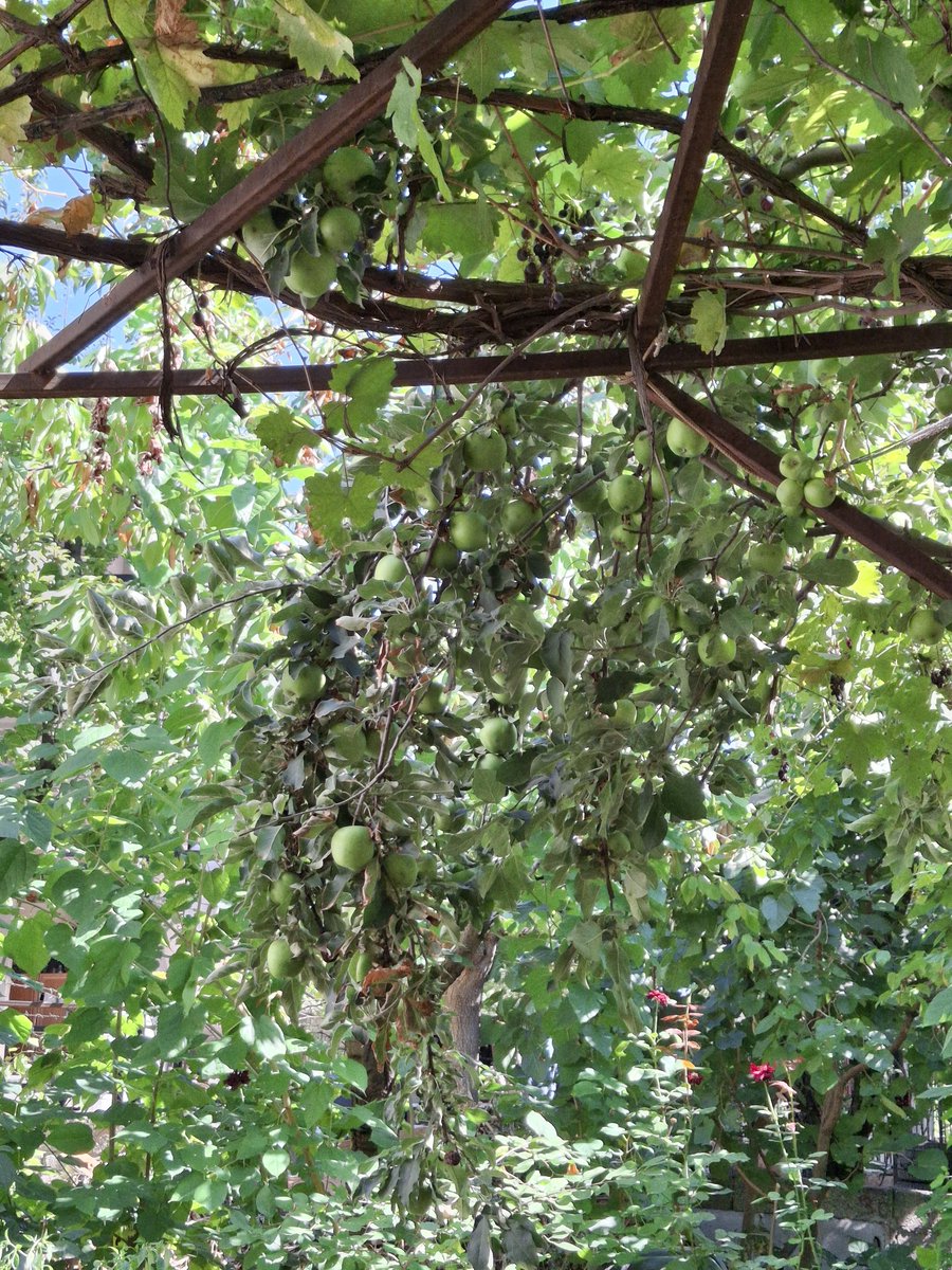 Badefiliz1's tweet photo. Hayatın hiç yaşanmamışçasına  eriyişi, Çınar ağacının  gölgesinin eskilerden tanıdık bir duyguyu koluna takıp getirişi ve şimdiki benin ikilemi... 
hepinize kucak açıyorum. 
Merhaba hüznü getiren yel,
merhaba güz...☘️🍂🏵 https://t.co/5G2RzR9iHY