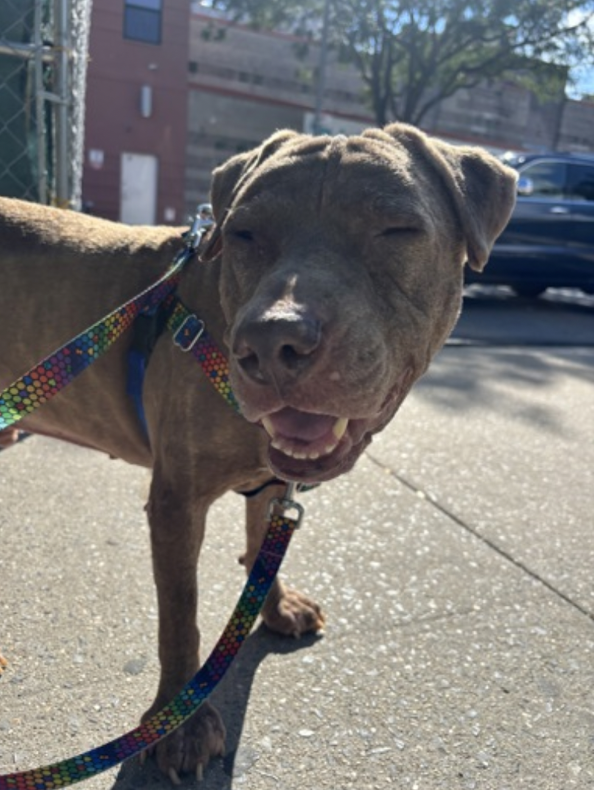 BeeDoDoobieDo's tweet photo. #DogoftheDay today is 🎩 GERRY
A true gentledog, he's come a long way since intake #88Days ago! #Adopt ♥️#Foster ♥️#PLEDGE
This slow, calm pup will be a bestie 4the right human!
⏳Time, patience &♥️love is all he needs.
Gerry is a shy pup☺️but each brave step is a win!
✍️🏼Read his notes on his bio page😉
https://t.co/OzQJf8fnlW