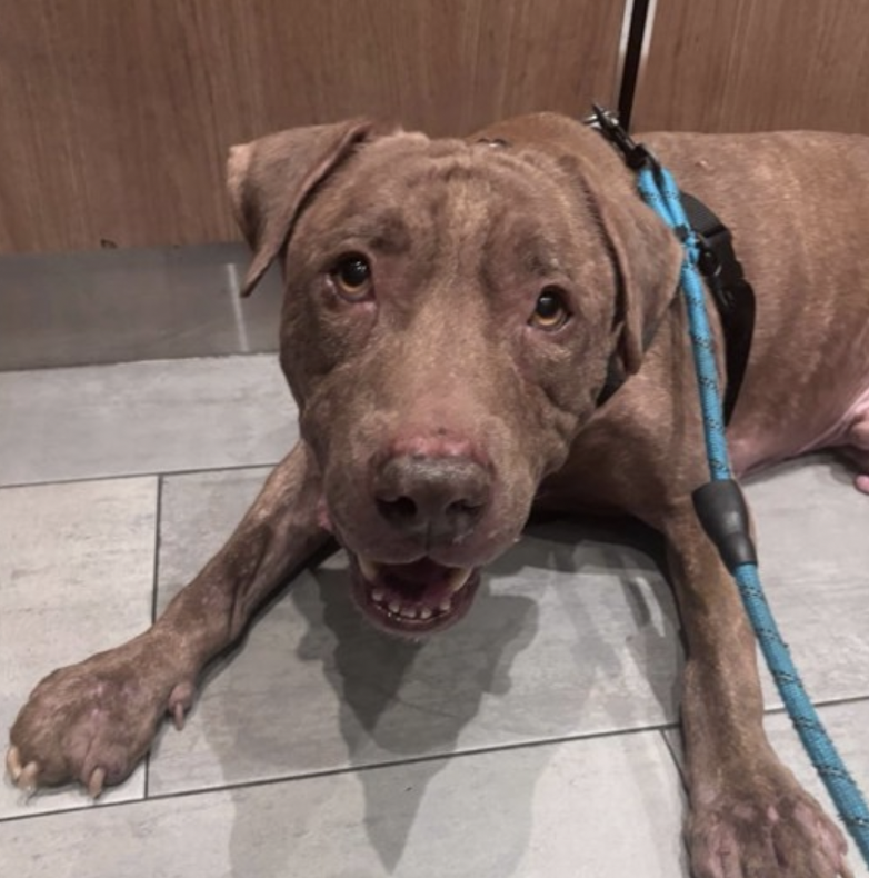BeeDoDoobieDo's tweet photo. #DogoftheDay today is 🎩 GERRY
A true gentledog, he's come a long way since intake #88Days ago! #Adopt ♥️#Foster ♥️#PLEDGE
This slow, calm pup will be a bestie 4the right human!
⏳Time, patience &♥️love is all he needs.
Gerry is a shy pup☺️but each brave step is a win!
✍️🏼Read his notes on his bio page😉
https://t.co/OzQJf8fnlW