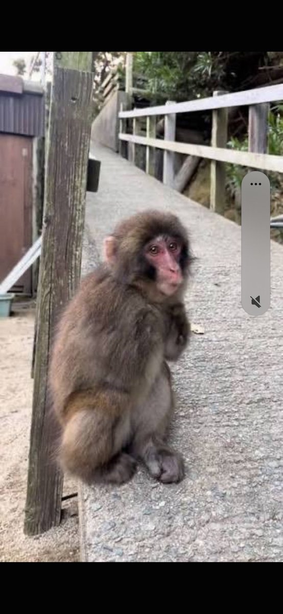 fanona_faroha's tweet photo. @whalewatchalert Nice buys coming in! 🔥 Nina has the potential to go even further than Jimothy and Punch because she’s like both combined. 🐒❤️ It’s only a matter of time before CT wakes up and realizes what we have here. 🚀4775QEyTS7ECpvhbeEg1a5XUjpK6CtEJwRpw6vvwpump https://t.co/6G6Z8qHVGj