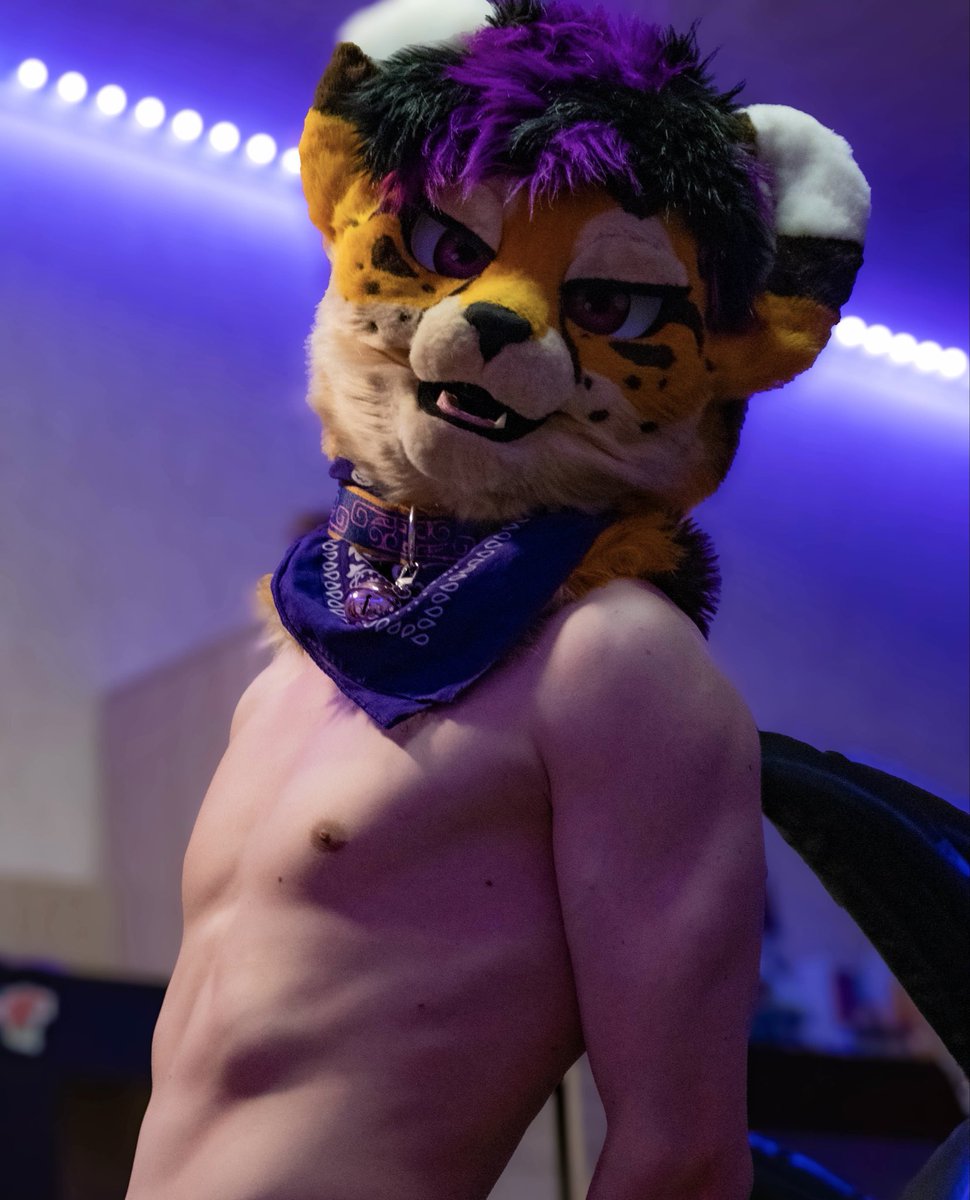 Richie_Paws's tweet photo. MOW MOW MOW 💜 
Wild, but well-mannered 🐆
#gymfur https://t.co/GgcTCOCwGj