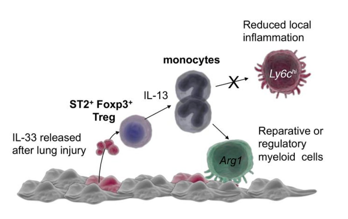 HOThomasWPhelps's tweet photo. Mixed asthma results for #IL13/#IL33/#ST2 programs:
Key role of IL-33/#Treg/IL-13 pathway in lung recovery may be to blame

• Lebrikizumab | anti-IL-13 | $RHHBY, licensed to $LLY
⚠️ MIXED: Ph 3 LAVOLTA I SUCCESS, fewer exacerbations in biomarker-high patients 
LAVOLTA II MISS: 26% reduction, not statistically significant

• Tralokinumab | anti-IL-13 | $AZN
❌ MISS: Ph 3 STRATOS I missed primary endpoint. High-FeNO subgroup 44% fewer exacerbations
STRATOS II MISSED: 15.8% reduction, nonsignificant

• Zumilokibart/APG777 | anti-IL-13 | $APGE now $ABBV
EARLY BIOMARKER SIGNAL: Ph 1b, n=19, max FeNO reduction of 60%. Larger studies planned

• Astegolimab | anti-ST2 | $RHHBY
✅ Ph 2b SUCCESS: ZENYATTA reduced exacerbations 43% overall at the highest dose; 54% in the eosinophil <300/µL subgroup. Both significant; larger trial needed

• Itepekimab | anti-IL-33 | $REGN $SNY
✅ MONOTHERAPY SUCCESS: Ph 2 loss of asthma control during treatment withdrawal 22% v 41% PBO
❌ COMBINATION MISS: Itepekimab + dupilumab was 27%, nonsignificant vs PBO, w/ no added benefit

• Tozorakimab | anti-IL-33 | $AZN
❌ PHASE 2a MISS: FRONTIER-3 missed its FEV₁ primary endpoint. Frequent-exacerbator subgroup showed benefit signal after the overall miss

• Melrilimab/GSK3772847 | anti-ST2 | $GSK
⚠️ MODEST POSITIVE SIGNAL: Ph 2 loss of control during treatment withdrawal was 66% vs 81% PBO

https://t.co/QqBqwGH4am