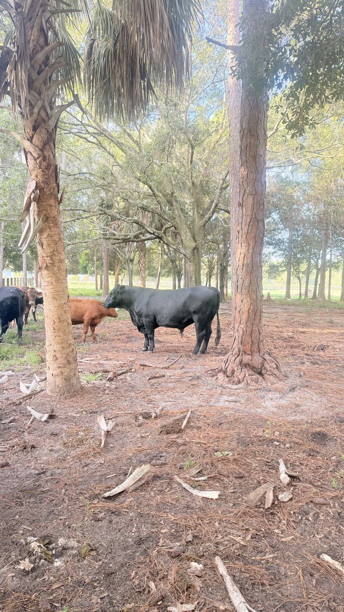 XD3013's tweet photo. Cows 🐮 #cow #farm #friends https://t.co/UNxpjQ1exF