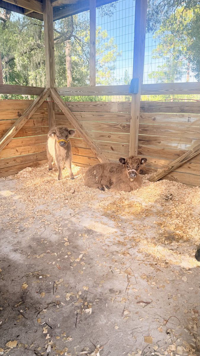 XD3013's tweet photo. Cows 🐮 #cow #farm #friends https://t.co/UNxpjQ1exF