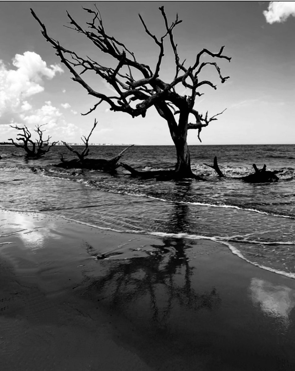 CLongo7mn's tweet photo. @Sam_Alexandra23 I have a special place in my heart for black and whites. Here is one of my favorites. https://t.co/mZKX2FfPes