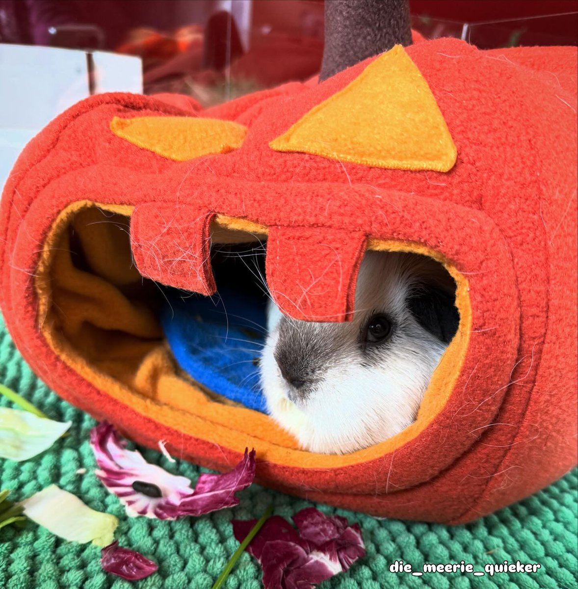 harpermartinezj's tweet photo. Where’s room service? Someone pooped on the food! Hello! ! ! Typical little pig 🙄

My wonderful partner pages
@wuschelschweinis
@leisslinger. meerferkels
@paradies_schnuten
@die. wuschelwerkstatt
@thecrazy. pigs
@sammy. 2106
@die_dorfquicker https://t.co/giTe10nadg