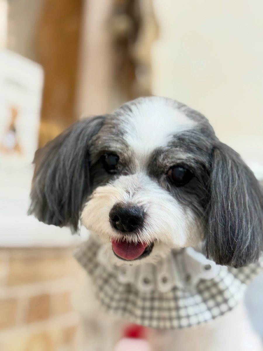 averyyoung5n127's tweet photo. Konan, a Papillon–Maltese mix, thank you for visiting us! https://t.co/UuPyhEhElm