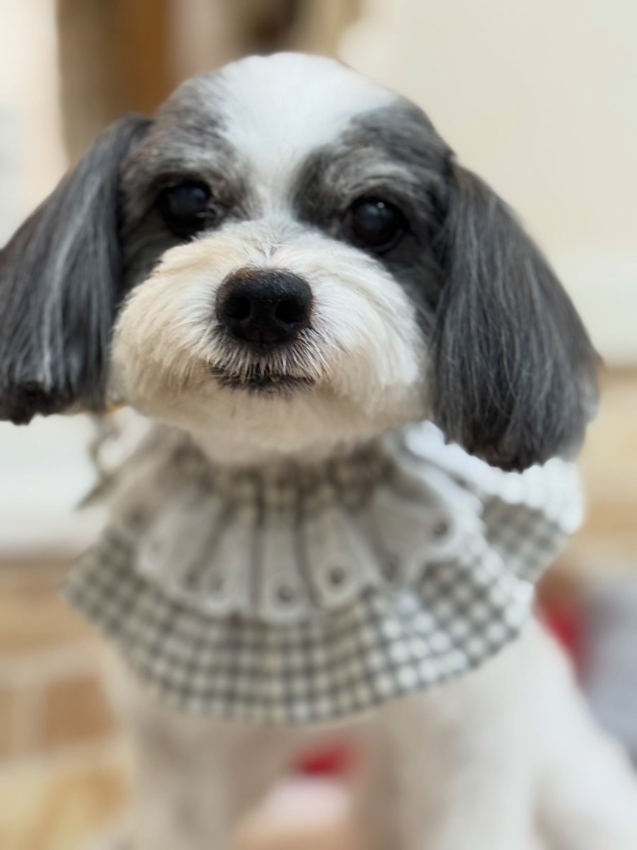 averyyoung5n127's tweet photo. Konan, a Papillon–Maltese mix, thank you for visiting us! https://t.co/UuPyhEhElm