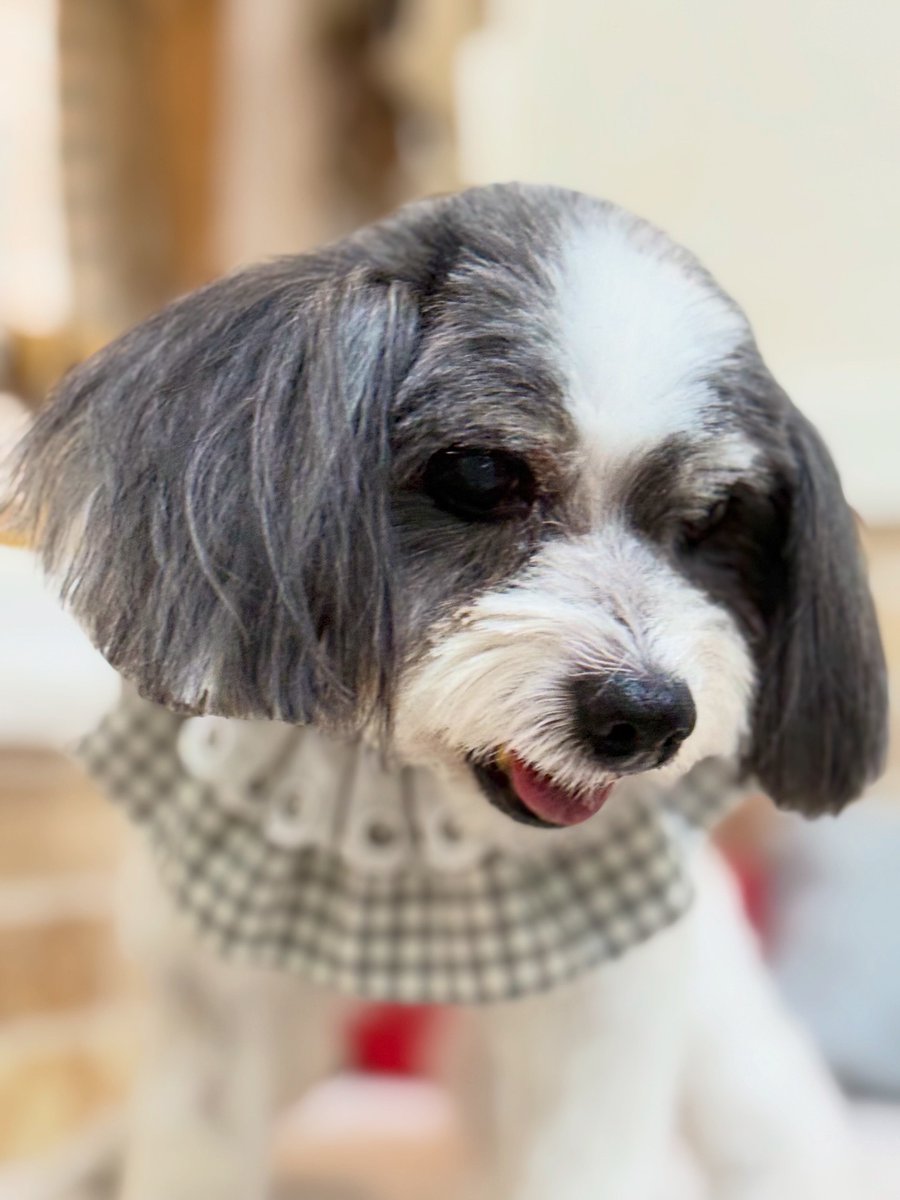 averyyoung5n127's tweet photo. Konan, a Papillon–Maltese mix, thank you for visiting us! https://t.co/UuPyhEhElm