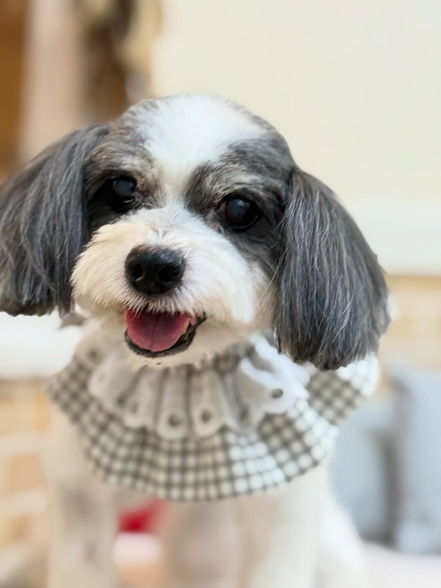 averyyoung5n127's tweet photo. Konan, a Papillon–Maltese mix, thank you for visiting us! https://t.co/UuPyhEhElm