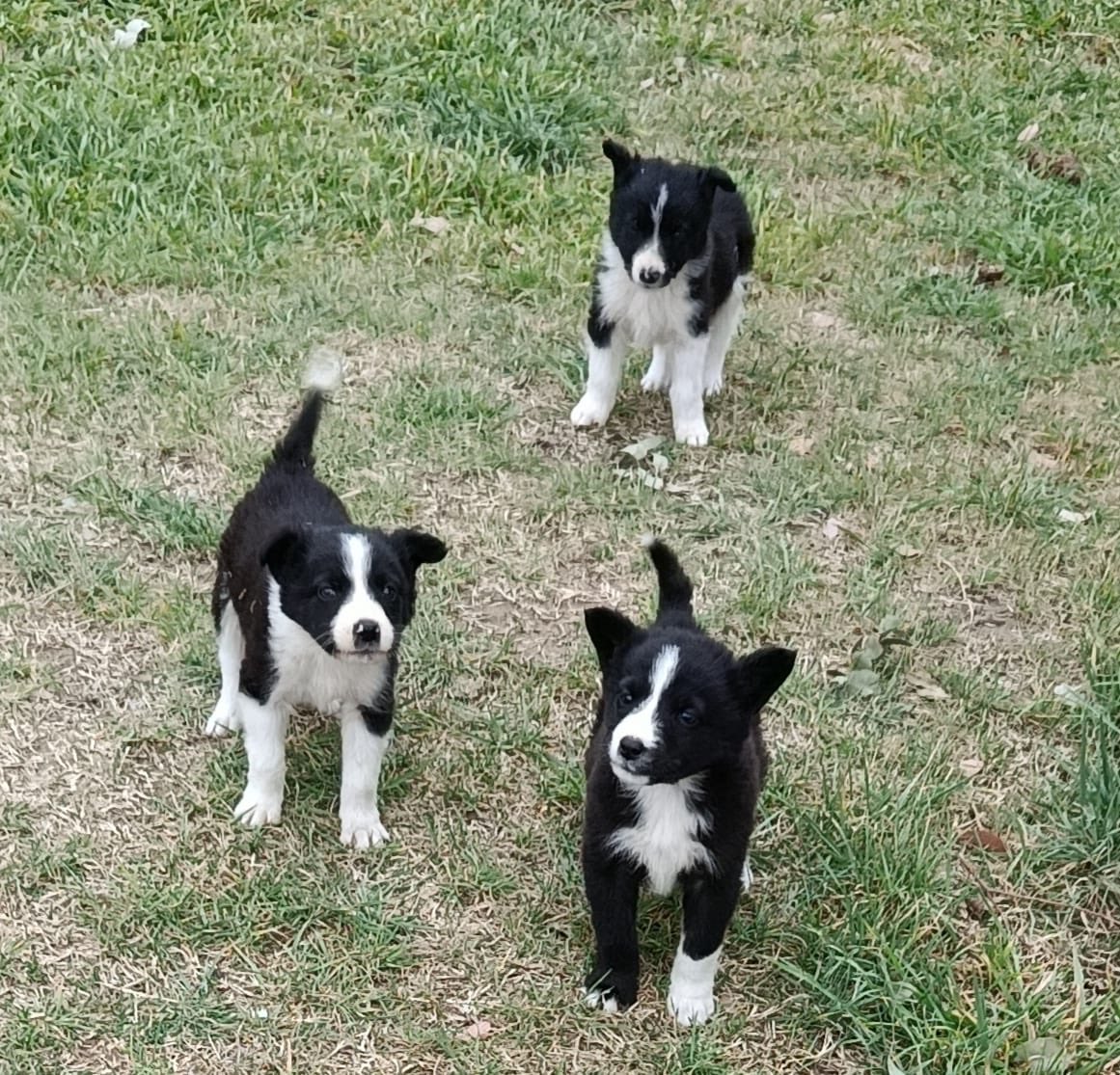 pampaqq's tweet photo. Nos quedan 3 Border Collie para regalar si alguno está en la zona y quiere alguno me escribe y lo viene a buscar (2 machos y 1 hembra). https://t.co/5AvxhRrdIi