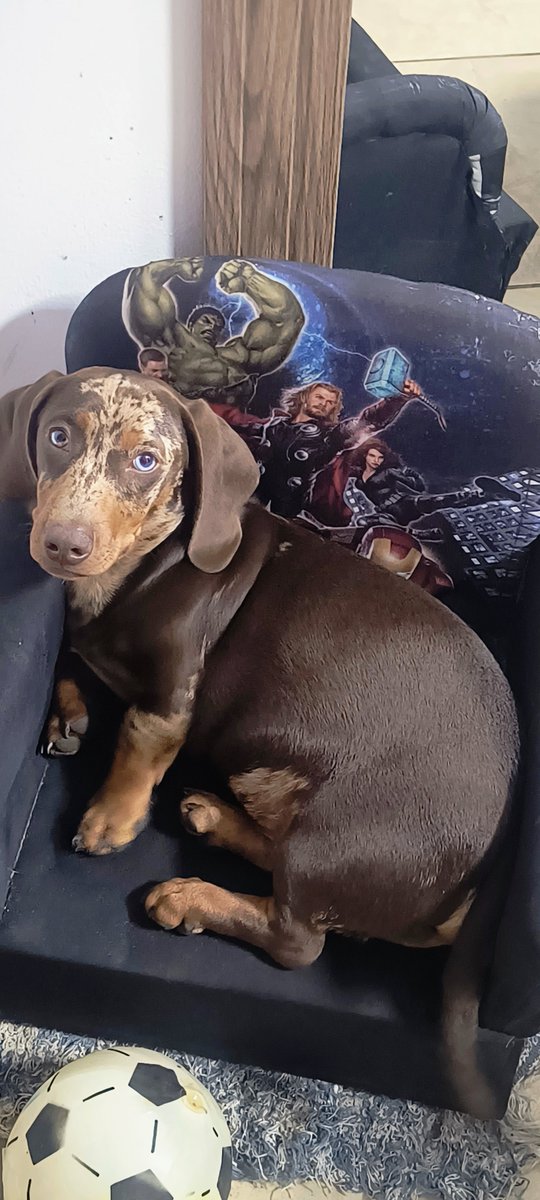 MALIKCARALHO_'s tweet photo. ov: você abriu minha galeria mas so tem meus cachorros https://t.co/pyAkuDONWD