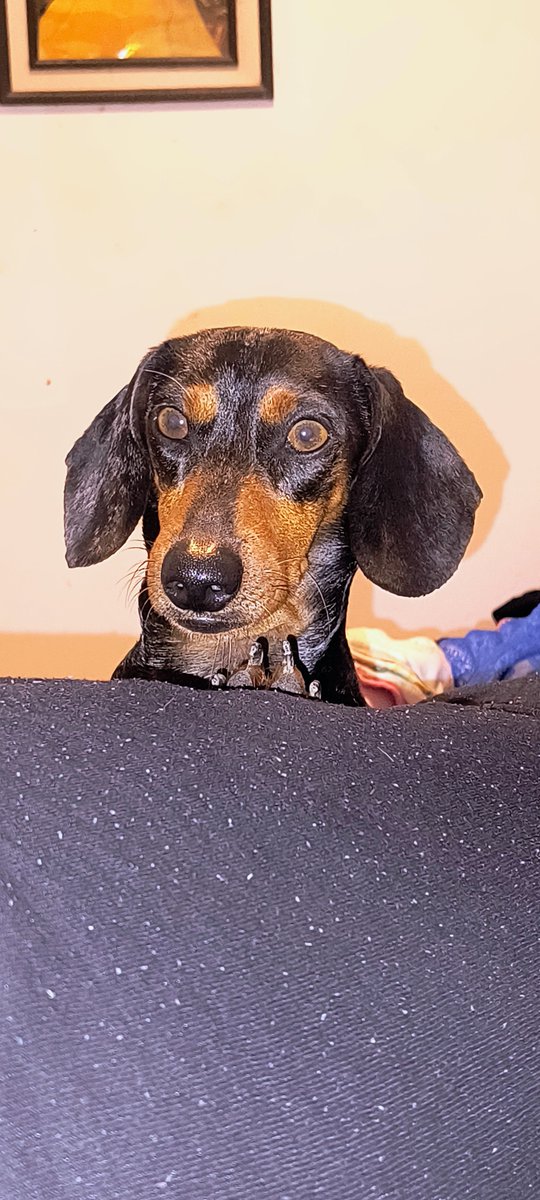 MALIKCARALHO_'s tweet photo. ov: você abriu minha galeria mas so tem meus cachorros https://t.co/pyAkuDONWD
