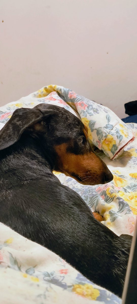 MALIKCARALHO_'s tweet photo. ov: você abriu minha galeria mas so tem meus cachorros https://t.co/pyAkuDONWD