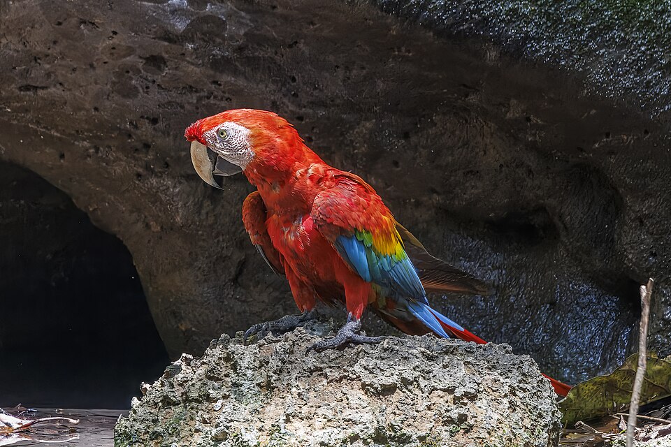 AquaticFlapper's tweet photo. As an American, I will be speaking out on the actions of the American Government in their attempt to rig Brasil elections. While I doubt this tweet will do anything directly sadly, but bringing any awareness to tyranny no matter how small is important. 🇧🇷❤️ https://t.co/KoVoomiP0b