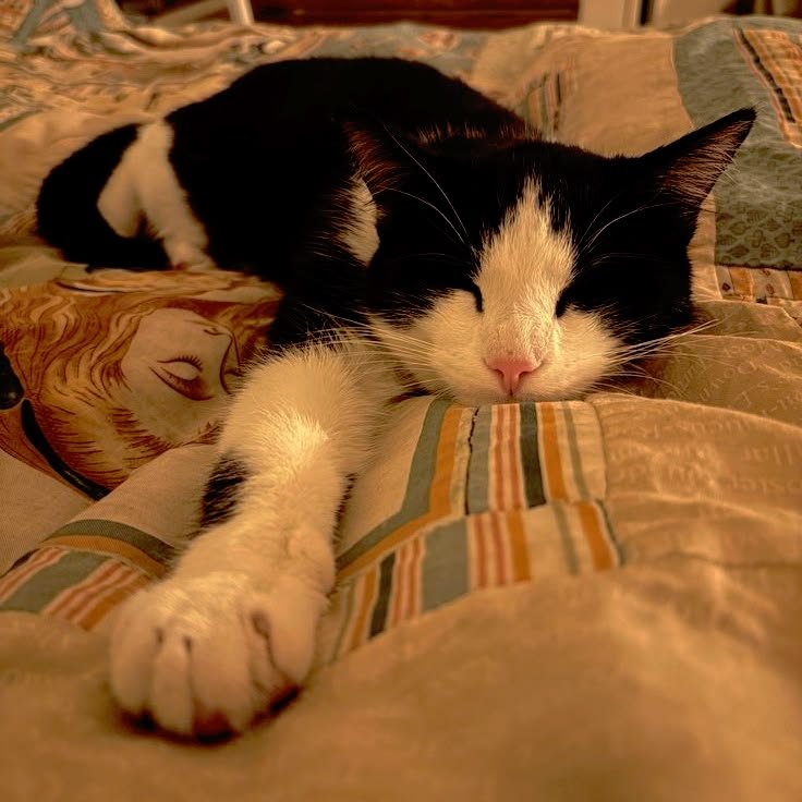 dzzamian's tweet photo. He is always sleeping https://t.co/oNS8ZIOfSJ