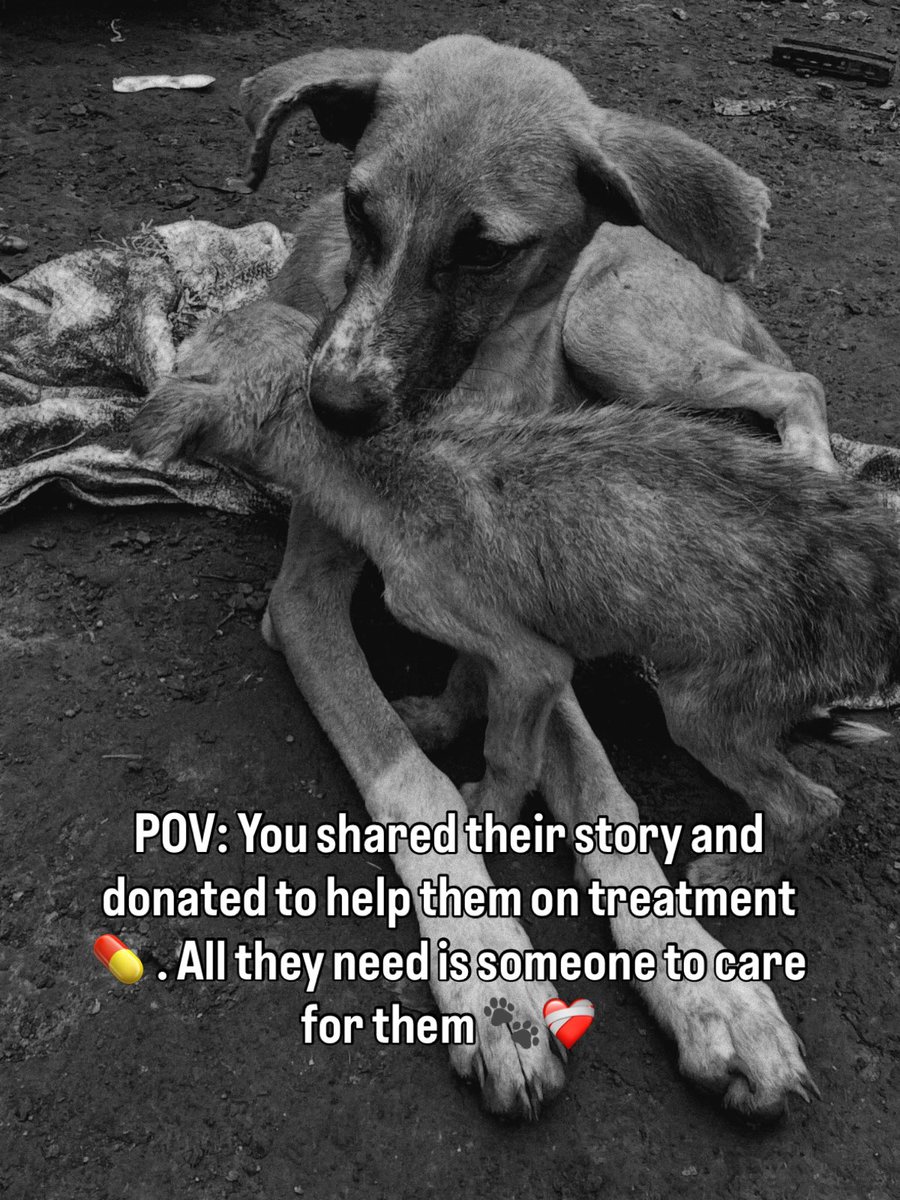 gashomuShelter's tweet photo. PLEASE 🙏🏻 HELP 🐾💔🥺

Friends we still need your generous support so we can cover for medical expenses for our sick 🤒 rescues 🐾 in this month. If 10 people can donate £10 each tonight. It would push us closer to the target.

Every retweet and repost creates an opportunity for a dog to survive. So please 🙏🏻. Anything you can spare to help with will be life saving 🐾❤️‍🩹

https://t.co/XP3Yh4RBMH
