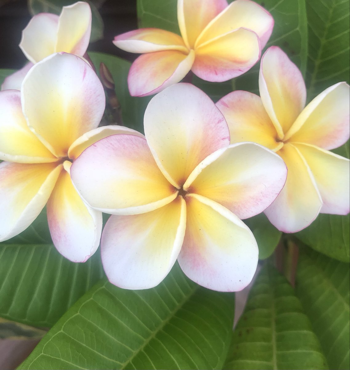 yurine_soracle's tweet photo. 🌸今週の花占い🌸

プルメリア

"優しさ"をカタチにしたら、こんなんじゃないかな？と思わせるようなこの花。
今週、もしもイライラしたら、この花を思い浮かべてみてください。心の内側からふわっと優しくも明るい光✨を放ってくれます。 https://t.co/0rqJNIZyek