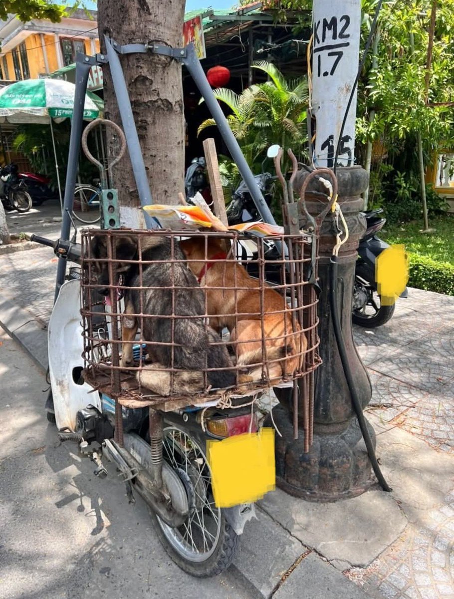 NamiKim_DogsSK's tweet photo. Our support for activists saving dogs and cats from the heinous #DogCatMeatTrade in #Cambodia 🇰🇭
Sharing from Four Paws International .@fourpawsint
➡️https://t.co/VEs5YeA4qA
🛑 “He needs to be reported” 🛑
"We received report INT-2024-11-22-1009 from a tourist in Hoi An, with description:
"I saw a dog catcher, he had his motorbike with all the equipment. There was a dog shaking in the cage 😢. I spoke to a shop owner near there and she mentioned the dog was going to the slaughterhouse. 🩸🍖
I managed to give him money 💸 and save the dog, but he’s a common face around here. When I put up a post on threads and it’s gone viral, some more people have commented claiming they’ve seen the same man. He needs to be reported"‼️
📢 We need the public’s help to understand what is happening in Cambodia. If you witness any case related to the dog and cat meat trade, please report it through our Cambodia Reporting Tool.
You can report:
🐾 Dog or cat theft
🚚 Transport of dogs or cats
🏪 Shops, restaurants, or markets selling dog or cat meat
🔪 Slaughterhouses or traders
📱 Online sales or promotion of dog or cat meat
⚠️ Cruelty linked to dogs and cats
👉 Report here: https://t.co/FJExOTRx7c
*Please note that we cannot act immediately on these reports. If you have an urgent situation, we recommend contacting local law enforcement or local NGOs."
FOUR PAWS | Cambodia Reporting Tool
#protectmillions #report #dogandcatmeattrade
#EndDogMeatTrade
#EndCatMeatTrade