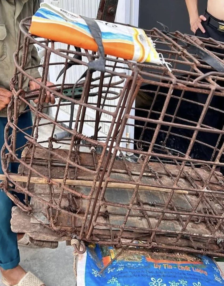 NamiKim_DogsSK's tweet photo. Our support for activists saving dogs and cats from the heinous #DogCatMeatTrade in #Cambodia 🇰🇭
Sharing from Four Paws International .@fourpawsint
➡️https://t.co/VEs5YeA4qA
🛑 “He needs to be reported” 🛑
"We received report INT-2024-11-22-1009 from a tourist in Hoi An, with description:
"I saw a dog catcher, he had his motorbike with all the equipment. There was a dog shaking in the cage 😢. I spoke to a shop owner near there and she mentioned the dog was going to the slaughterhouse. 🩸🍖
I managed to give him money 💸 and save the dog, but he’s a common face around here. When I put up a post on threads and it’s gone viral, some more people have commented claiming they’ve seen the same man. He needs to be reported"‼️
📢 We need the public’s help to understand what is happening in Cambodia. If you witness any case related to the dog and cat meat trade, please report it through our Cambodia Reporting Tool.
You can report:
🐾 Dog or cat theft
🚚 Transport of dogs or cats
🏪 Shops, restaurants, or markets selling dog or cat meat
🔪 Slaughterhouses or traders
📱 Online sales or promotion of dog or cat meat
⚠️ Cruelty linked to dogs and cats
👉 Report here: https://t.co/FJExOTRx7c
*Please note that we cannot act immediately on these reports. If you have an urgent situation, we recommend contacting local law enforcement or local NGOs."
FOUR PAWS | Cambodia Reporting Tool
#protectmillions #report #dogandcatmeattrade
#EndDogMeatTrade
#EndCatMeatTrade
