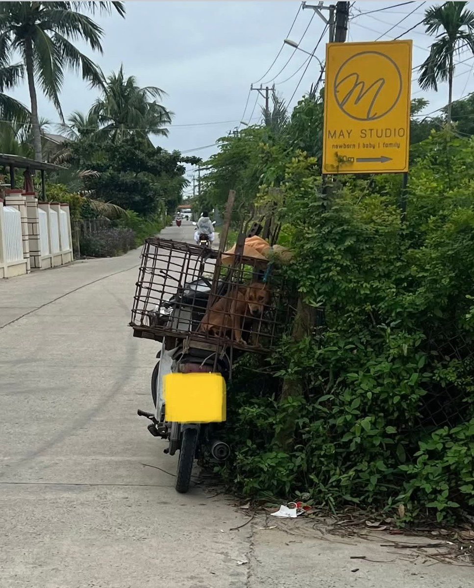 NamiKim_DogsSK's tweet photo. Our support for activists saving dogs and cats from the heinous #DogCatMeatTrade in #Cambodia 🇰🇭
Sharing from Four Paws International .@fourpawsint
➡️https://t.co/VEs5YeA4qA
🛑 “He needs to be reported” 🛑
"We received report INT-2024-11-22-1009 from a tourist in Hoi An, with description:
"I saw a dog catcher, he had his motorbike with all the equipment. There was a dog shaking in the cage 😢. I spoke to a shop owner near there and she mentioned the dog was going to the slaughterhouse. 🩸🍖
I managed to give him money 💸 and save the dog, but he’s a common face around here. When I put up a post on threads and it’s gone viral, some more people have commented claiming they’ve seen the same man. He needs to be reported"‼️
📢 We need the public’s help to understand what is happening in Cambodia. If you witness any case related to the dog and cat meat trade, please report it through our Cambodia Reporting Tool.
You can report:
🐾 Dog or cat theft
🚚 Transport of dogs or cats
🏪 Shops, restaurants, or markets selling dog or cat meat
🔪 Slaughterhouses or traders
📱 Online sales or promotion of dog or cat meat
⚠️ Cruelty linked to dogs and cats
👉 Report here: https://t.co/FJExOTRx7c
*Please note that we cannot act immediately on these reports. If you have an urgent situation, we recommend contacting local law enforcement or local NGOs."
FOUR PAWS | Cambodia Reporting Tool
#protectmillions #report #dogandcatmeattrade
#EndDogMeatTrade
#EndCatMeatTrade