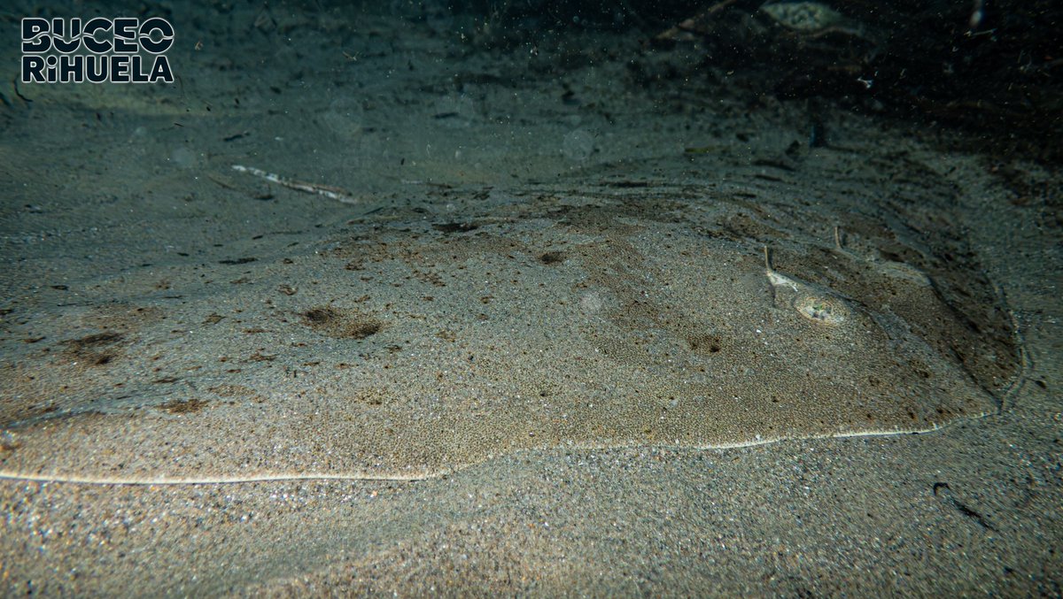 BuceoOrihuela's tweet photo. La Mantelina (Gymnura altavela) es un animal en Peligro Crítico de Extinción en el Mediterráneo.

1/4

OM-System TG7
2 x Leton Power Tynny 13FD 2200LM

#mantelina #rayamariposa #fotosub #foto #buceo #scuba #mediterraneo #PeligroDeExtincion #tg7 #LetonPower @Letonpower https://t.co/yk6cYCrnxO