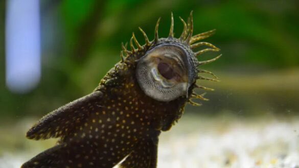 WMentlewicz's tweet photo. @here2_b_nosey Me aquarium https://t.co/J42pDmAQin