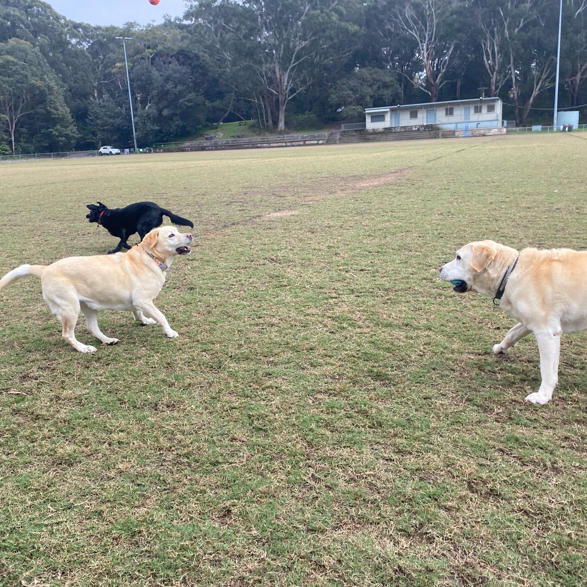 samanthatobtmt's tweet photo. Happy puppy days! https://t.co/eU0etLG8Ip