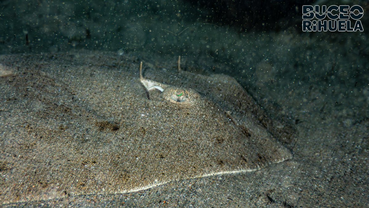 BuceoOrihuela's tweet photo. La Mantelina (Gymnura altavela) es un animal en Peligro Crítico de Extinción en el Mediterráneo.

1/4

OM-System TG7
2 x Leton Power Tynny 13FD 2200LM

#mantelina #rayamariposa #fotosub #foto #buceo #scuba #mediterraneo #PeligroDeExtincion #tg7 #LetonPower @Letonpower https://t.co/yk6cYCrnxO