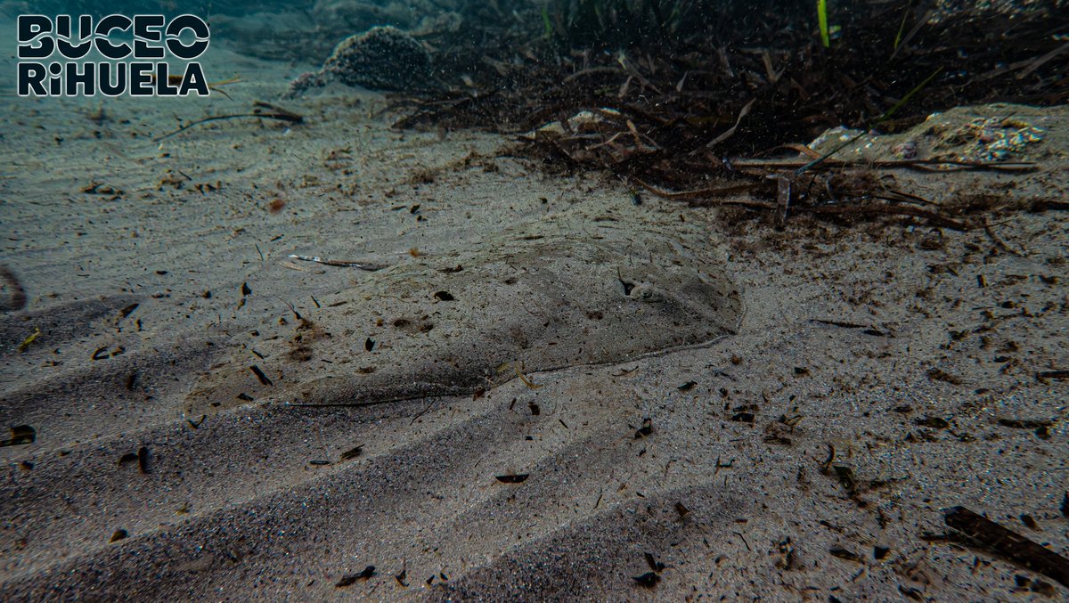 BuceoOrihuela's tweet photo. La Mantelina (Gymnura altavela) es un animal en Peligro Crítico de Extinción en el Mediterráneo.

1/4

OM-System TG7
2 x Leton Power Tynny 13FD 2200LM

#mantelina #rayamariposa #fotosub #foto #buceo #scuba #mediterraneo #PeligroDeExtincion #tg7 #LetonPower @Letonpower https://t.co/yk6cYCrnxO