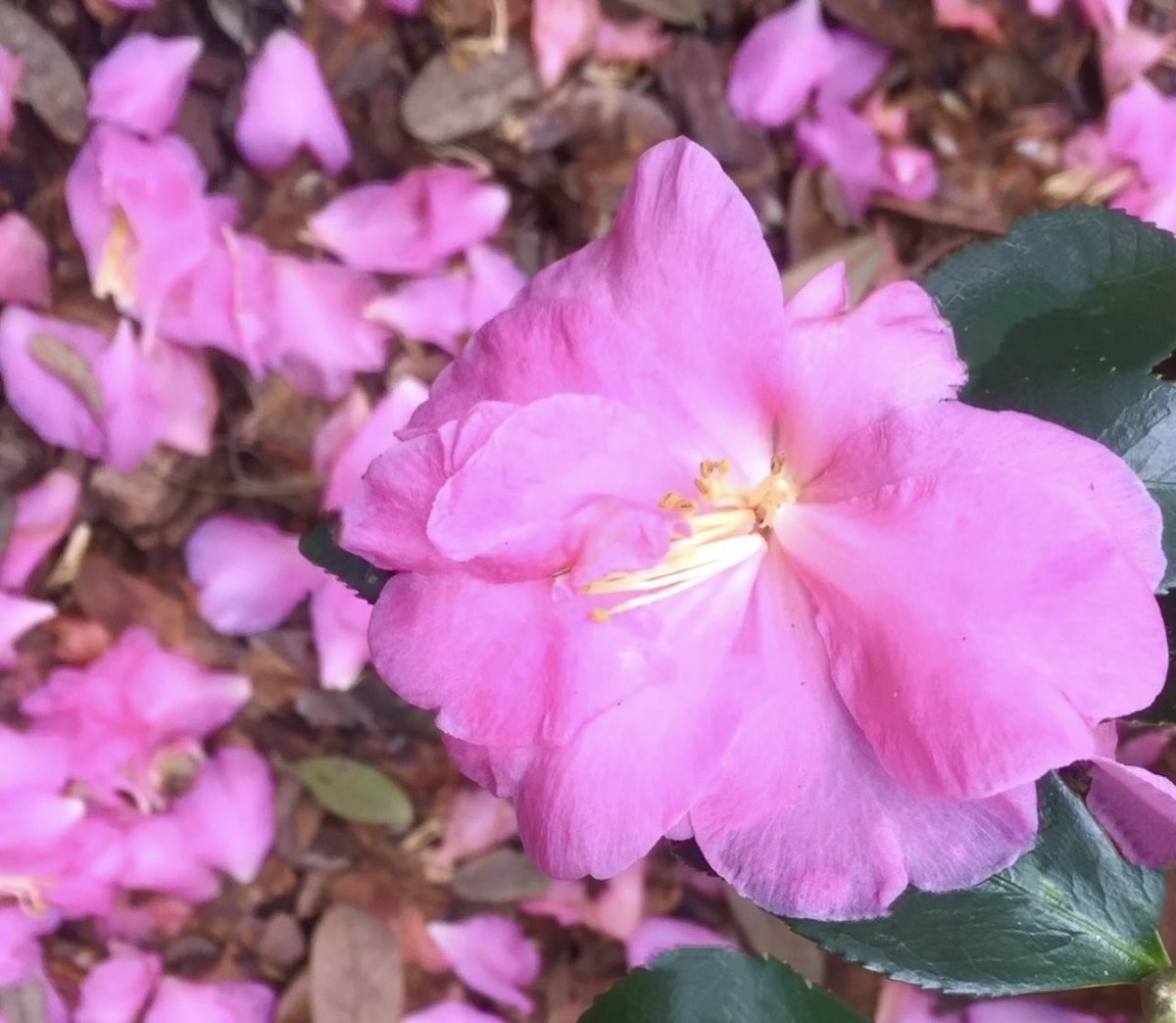 CLongo7mn's tweet photo. @The_MayaXplores A fallen Camellia on the ground🩷 https://t.co/kubGyIbpEf