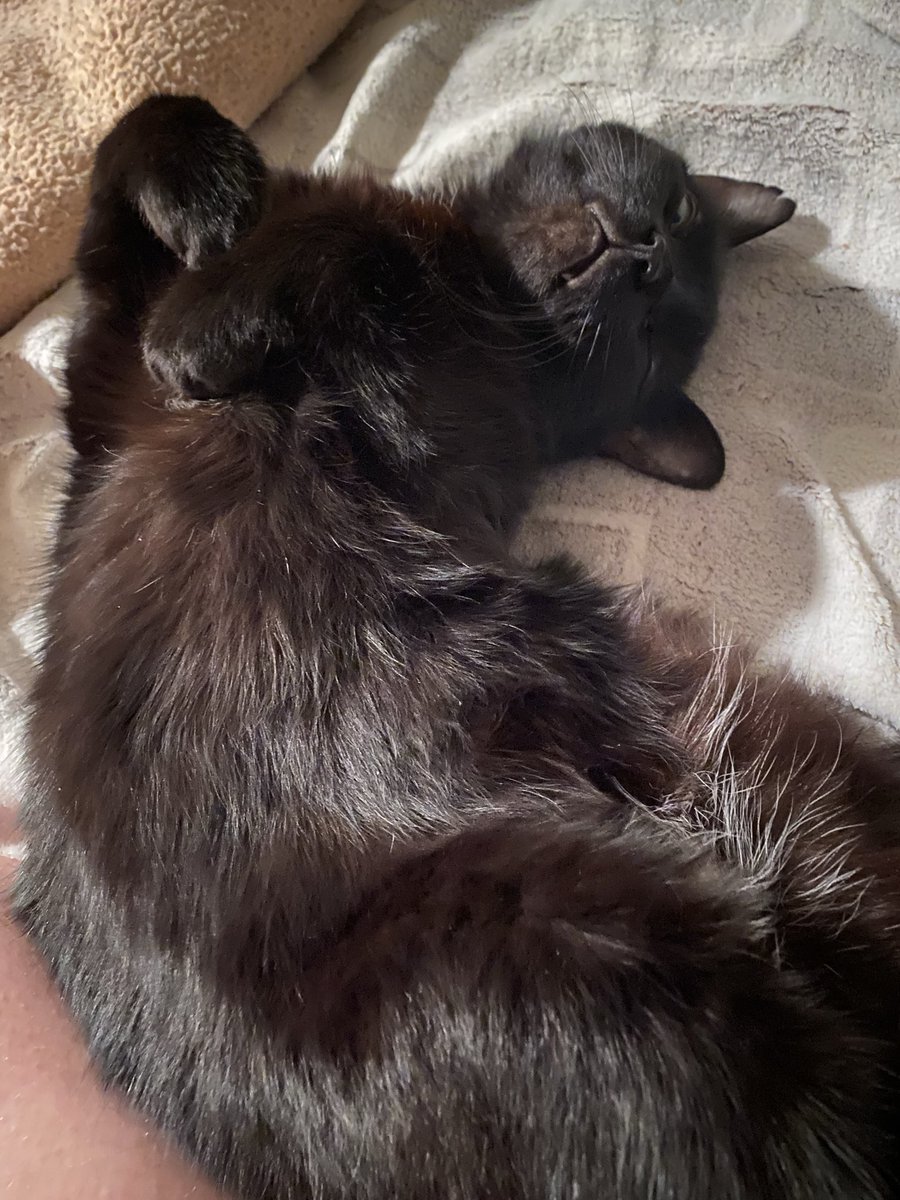 AsuosEdSixela's tweet photo. @ClashOfCritters
My entry is for my baby boy, Minx! He used to be a stray, has a slash on his ear from a cat fight, and a white patch in his lower abdomin. Instead of bringing me a dead mouse once, he brought me a live one, and, put it on my leg. #FromPetToTatari #ClashOfCritters https://t.co/1C8eaWqeN7