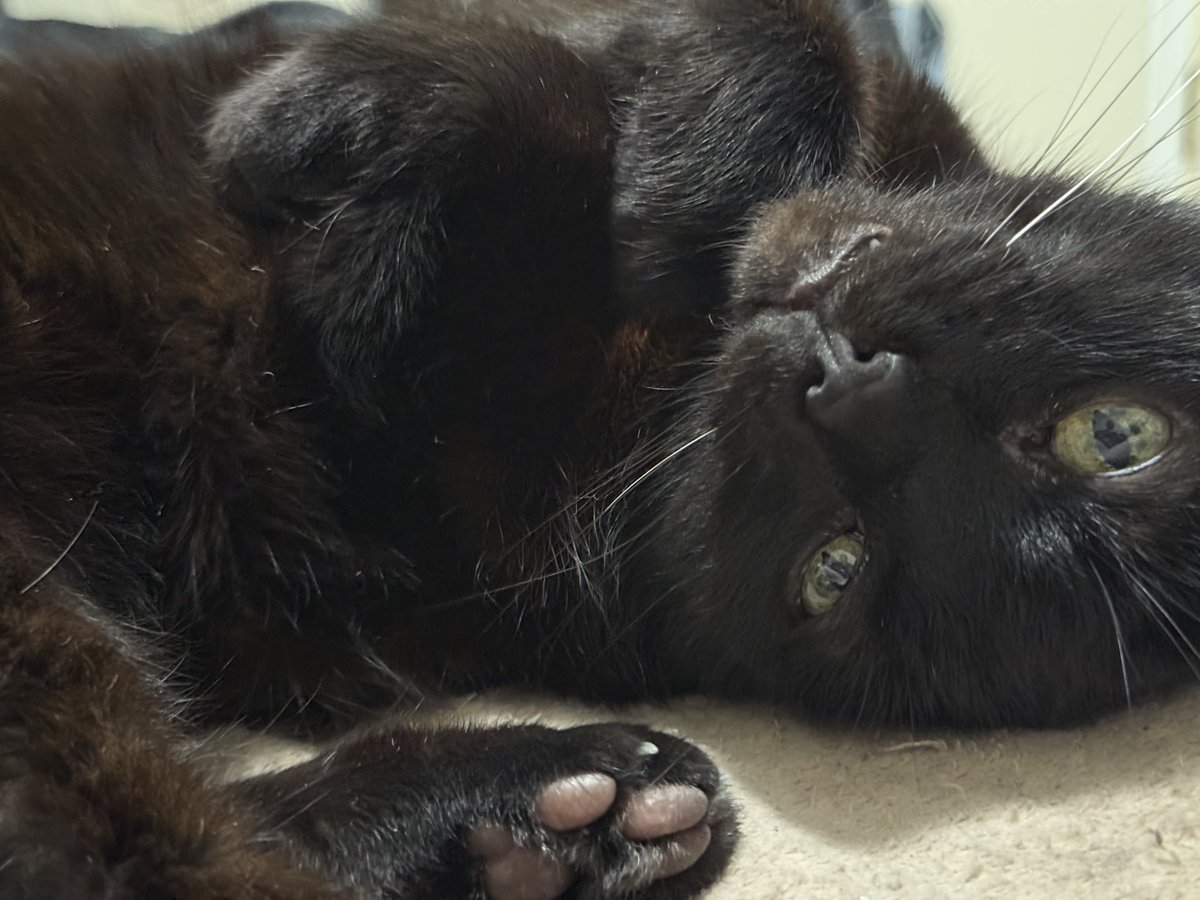 AsuosEdSixela's tweet photo. @ClashOfCritters
My entry is for my baby boy, Minx! He used to be a stray, has a slash on his ear from a cat fight, and a white patch in his lower abdomin. Instead of bringing me a dead mouse once, he brought me a live one, and, put it on my leg. #FromPetToTatari #ClashOfCritters https://t.co/1C8eaWqeN7