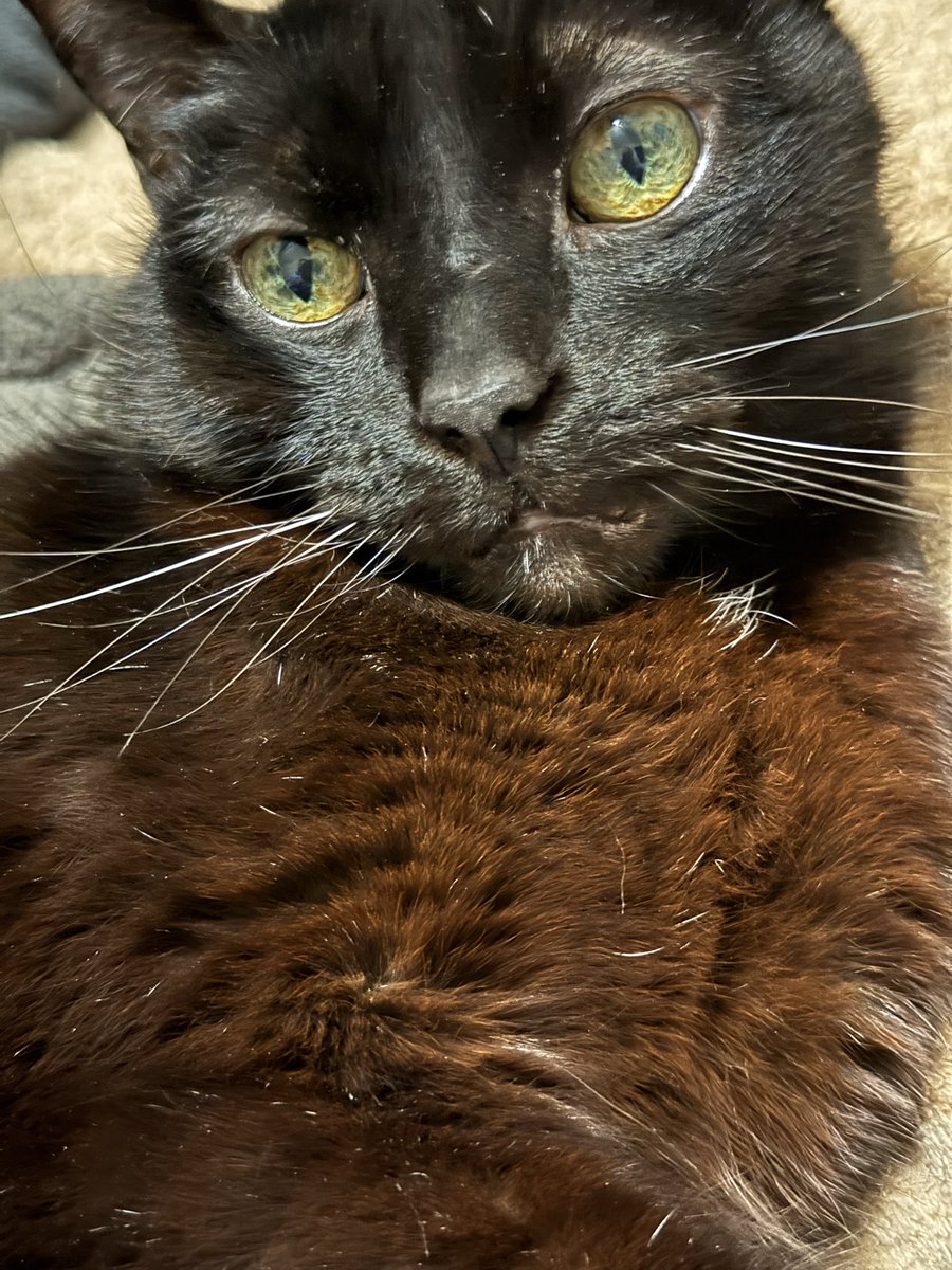 AsuosEdSixela's tweet photo. @ClashOfCritters
My entry is for my baby boy, Minx! He used to be a stray, has a slash on his ear from a cat fight, and a white patch in his lower abdomin. Instead of bringing me a dead mouse once, he brought me a live one, and, put it on my leg. #FromPetToTatari #ClashOfCritters https://t.co/1C8eaWqeN7