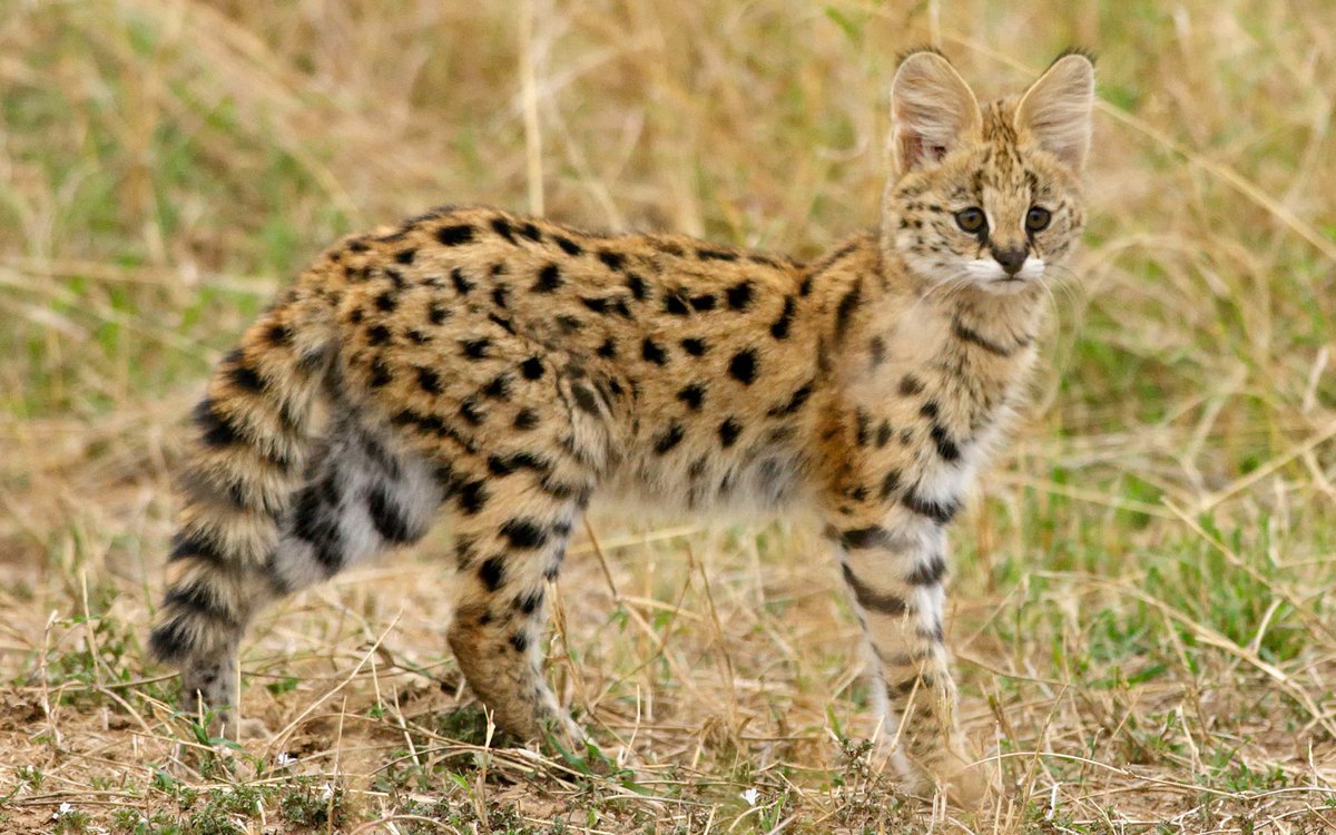 mammalsoftoday's tweet photo. this is what baby servals look like

they weigh about 250 grams (half a pound) at birth and double that in their first 11 days https://t.co/L5PCDPJJ7q