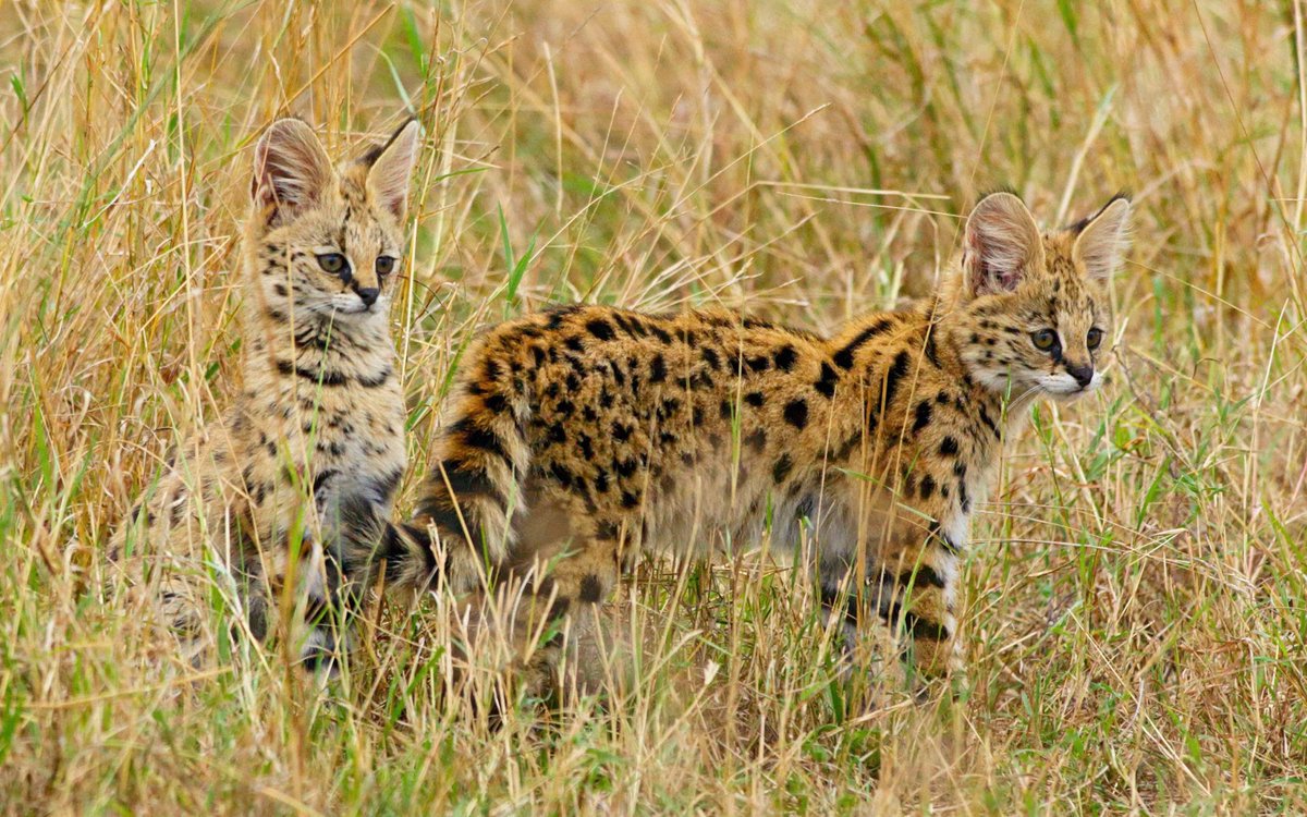 mammalsoftoday's tweet photo. this is what baby servals look like

they weigh about 250 grams (half a pound) at birth and double that in their first 11 days https://t.co/L5PCDPJJ7q