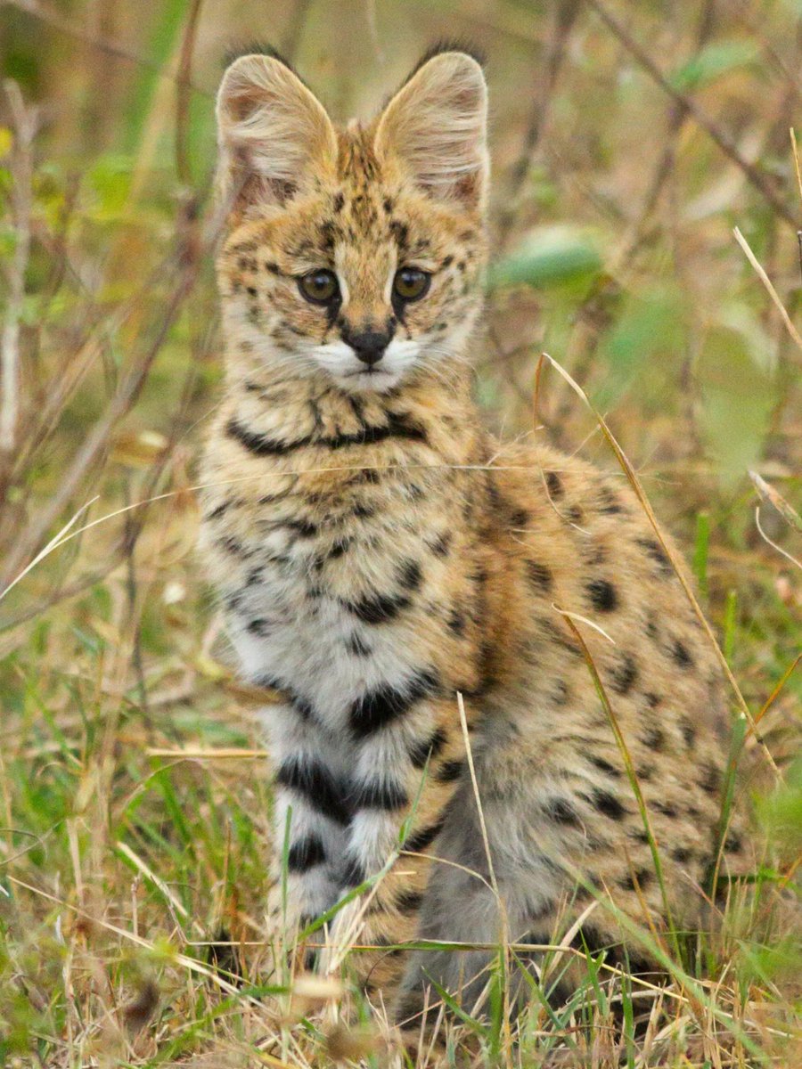 mammalsoftoday's tweet photo. this is what baby servals look like

they weigh about 250 grams (half a pound) at birth and double that in their first 11 days https://t.co/L5PCDPJJ7q