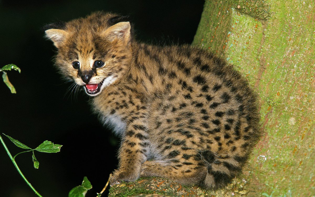 mammalsoftoday's tweet photo. this is what baby servals look like

they weigh about 250 grams (half a pound) at birth and double that in their first 11 days https://t.co/L5PCDPJJ7q